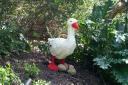 goosey.jpg