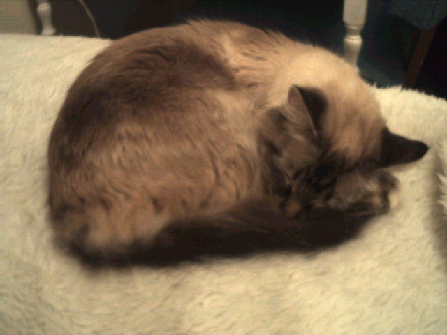sleepying.jpg