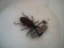beetle-attack.jpg