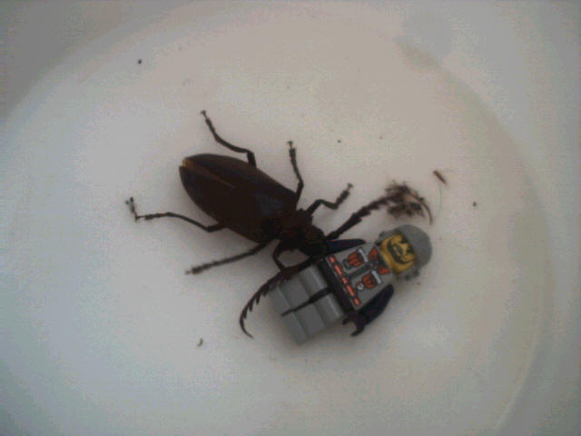 attack-of-the-beetle.jpg