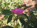 p5300050.jpg