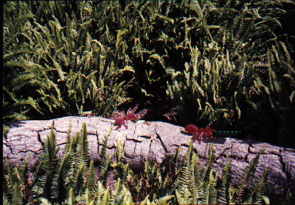 legoland0165.jpg