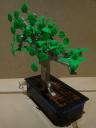 bonsai01-02.jpg