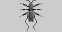spidercrab2.png