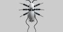 spidercrab3.png