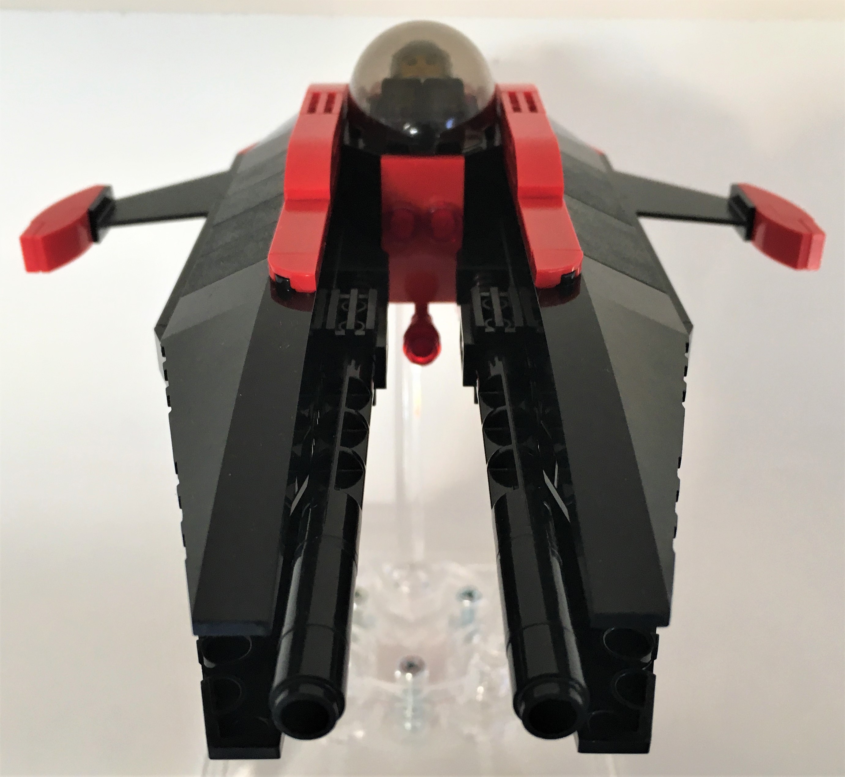1_dorsal_fore2.jpg