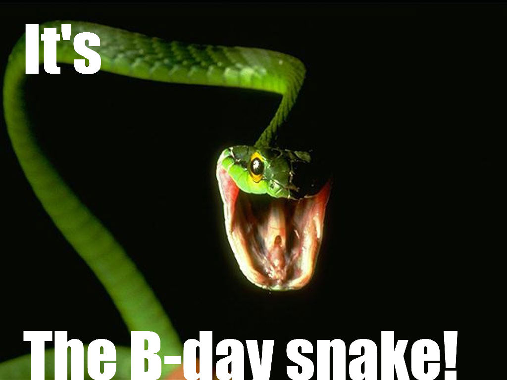 b-day_snake.jpg