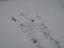 dsc08537.jpg