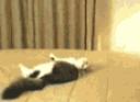 cat.gif