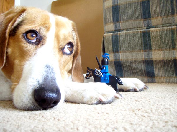 hound2.jpg