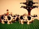 WildWest