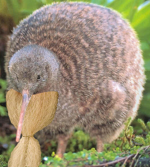 kiwi.png