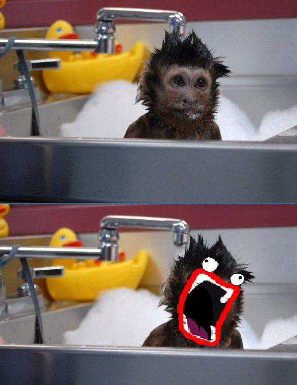 monkey-bath-shoopdawhoop.png
