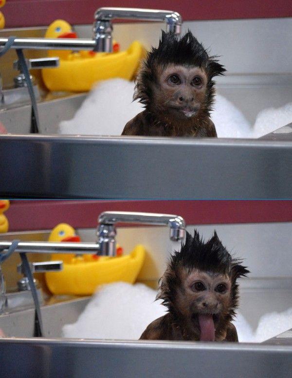 monkey-bath-time.jpg