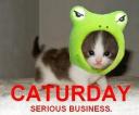 caturday.jpg