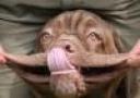 droopy-dog-cheeks_resize.jpg