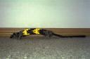 Gator