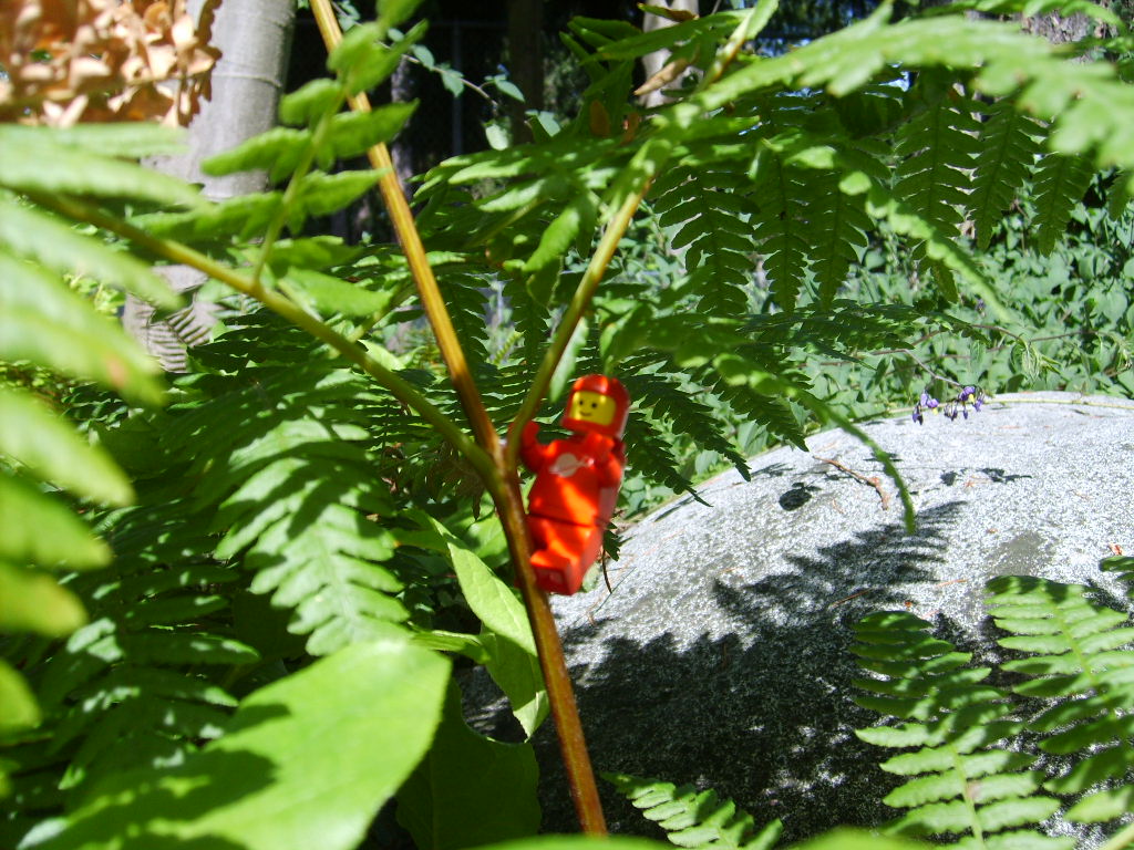 climbing_fern.jpg