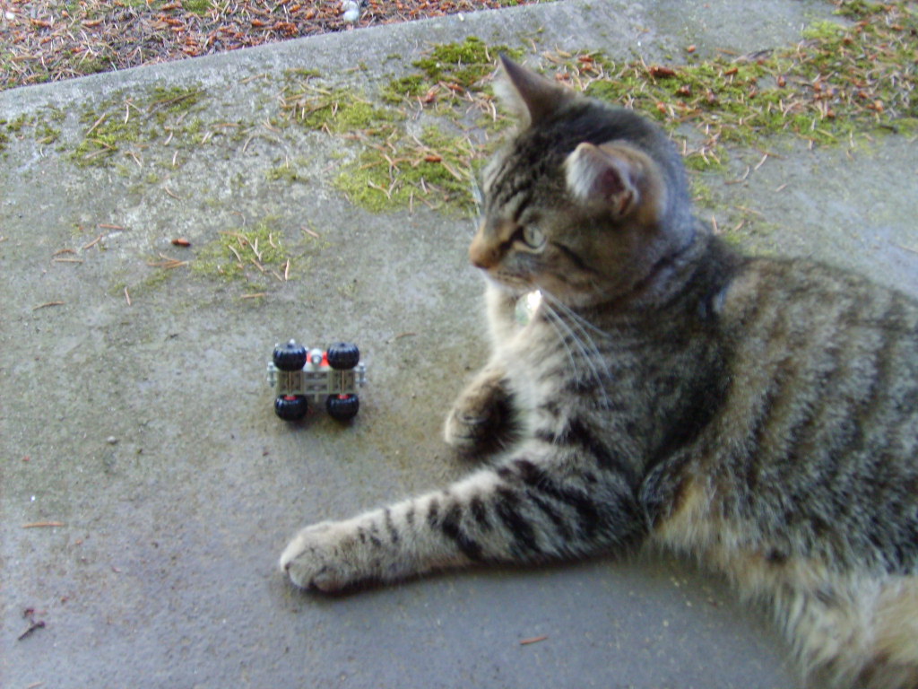 giant_cat_3.jpg