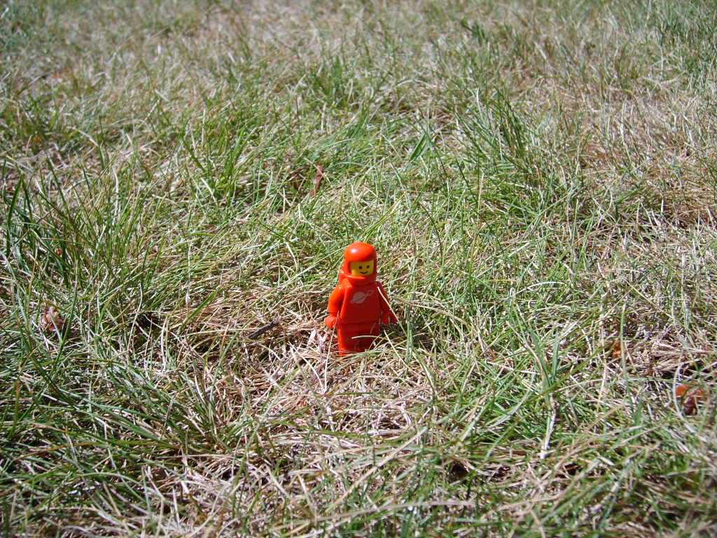 grass.jpg