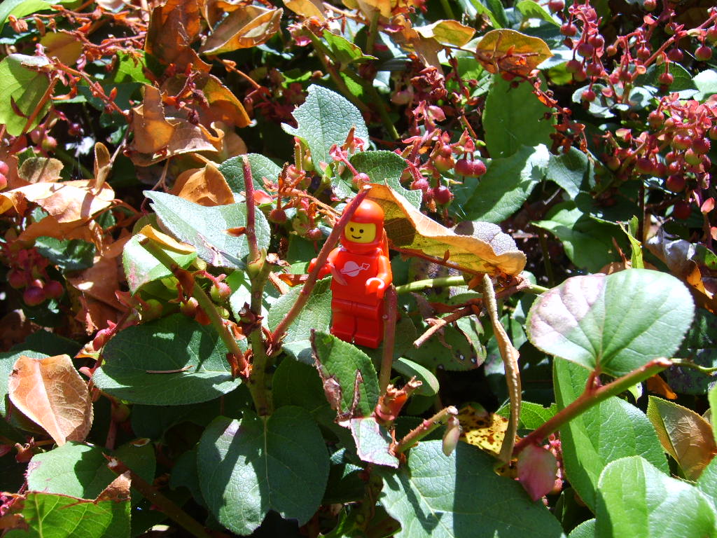 shrub1.jpg