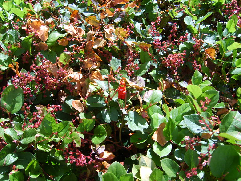 shrub2.jpg