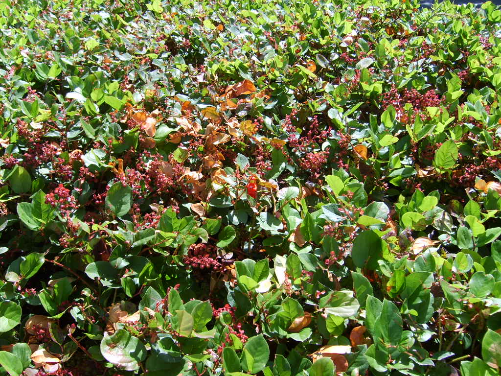 shrub3.jpg