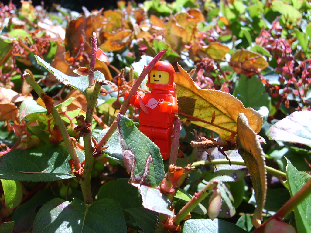 shrub4.jpg