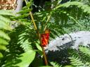 climbing_fern.jpg