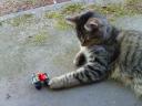 giant_cat_2.jpg