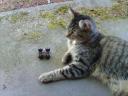 giant_cat_3.jpg