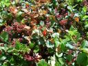 shrub2.jpg