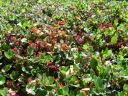 shrub3.jpg