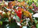shrub4.jpg