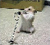gerbil.png
