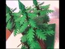 RedwoodTrees