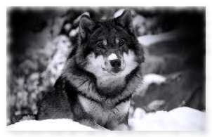 wolf_banner.png