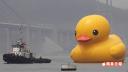 duck1.jpg