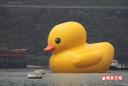 duck3.jpg