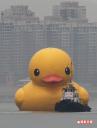 duck6.jpg
