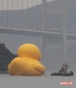 duck7.jpg