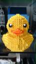 duck_11.jpg
