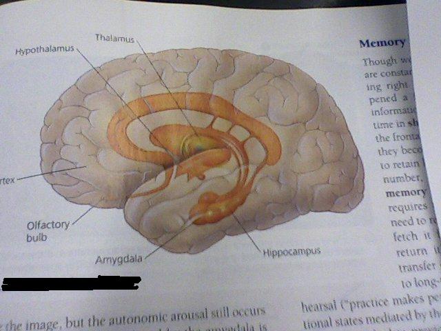 the_limbic_system.jpg