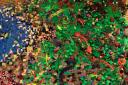 bc_200936.jpg