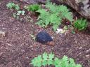 legoland_windsor_2006_005.jpg