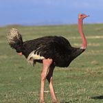 ostrich_mini.jpg