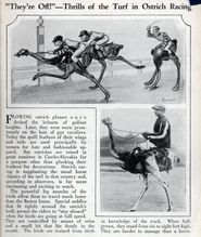ostrich_races_mini.jpg
