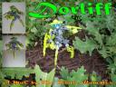 Dorliff