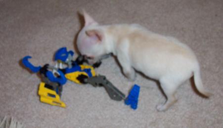 puppyattack.jpg