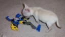 puppyattack.jpg